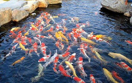 ca-phong-sinh