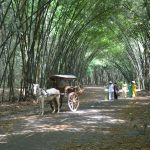 Ấm mộ phú
