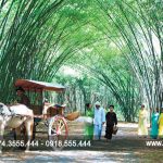 Hàng tre ở Hoa viên NT Bình Dương